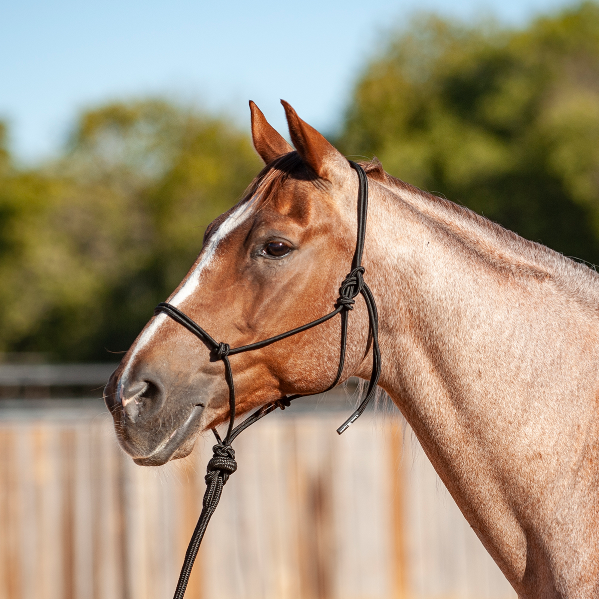 Rope Halter and 8-foot Leadrope