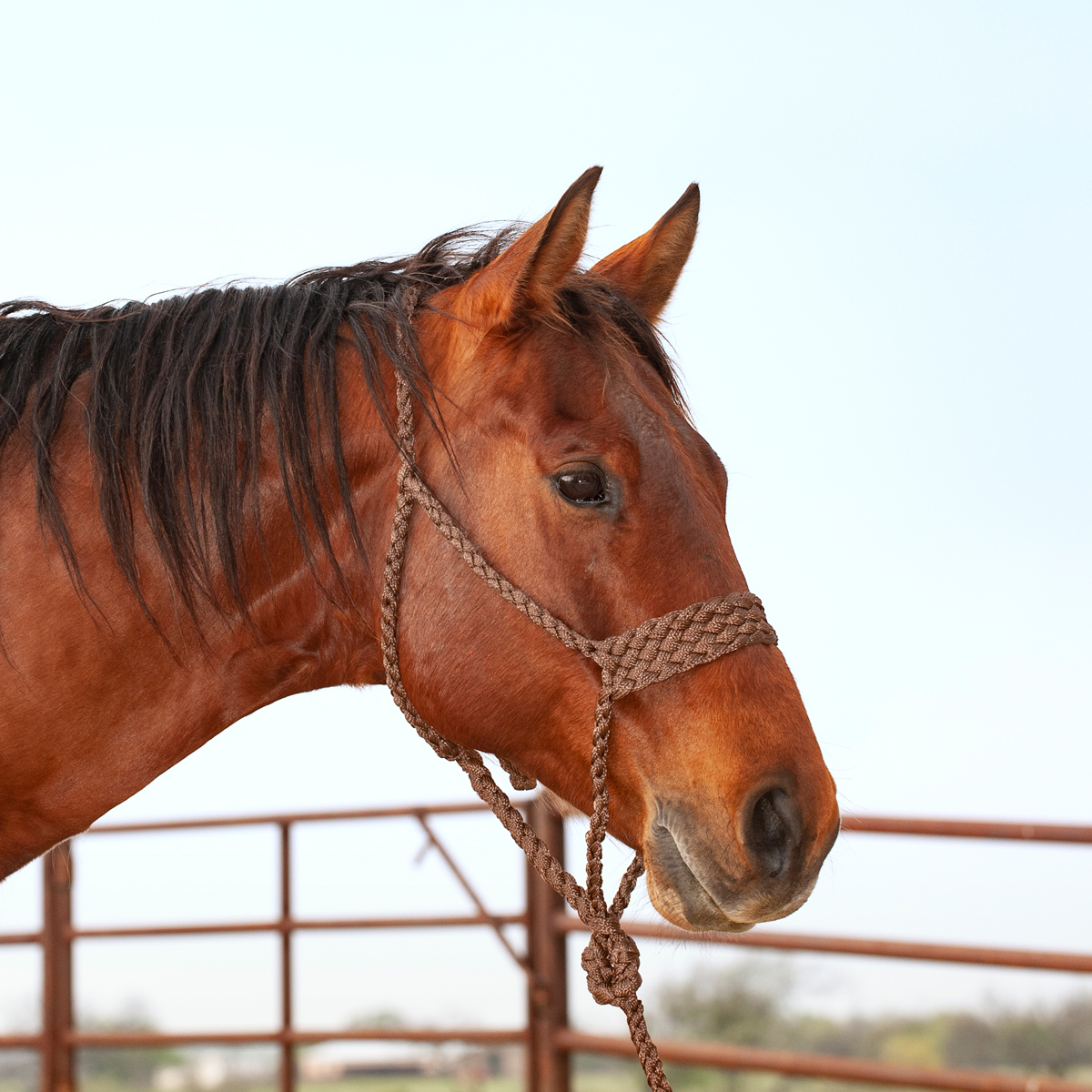Wide Nose Flat Braid Halter and Leadrope