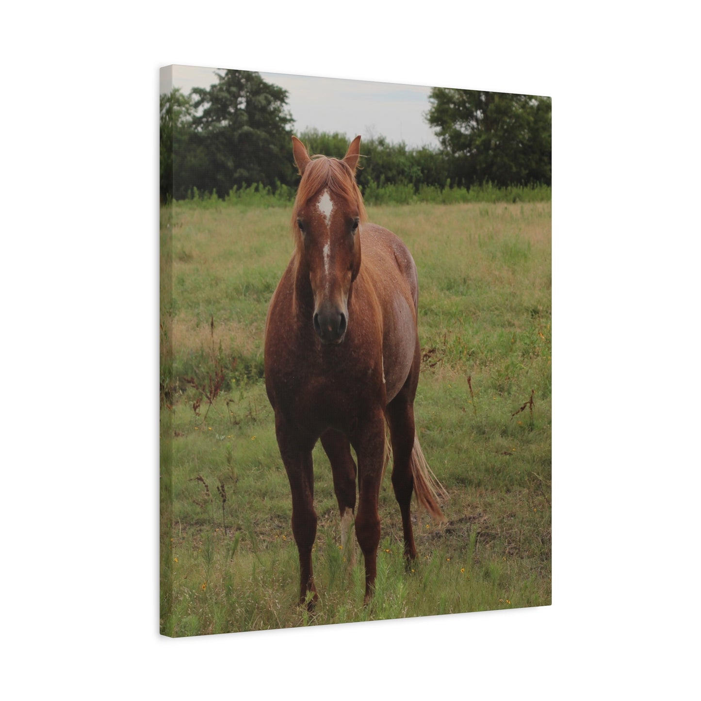 Peace in the Pasture