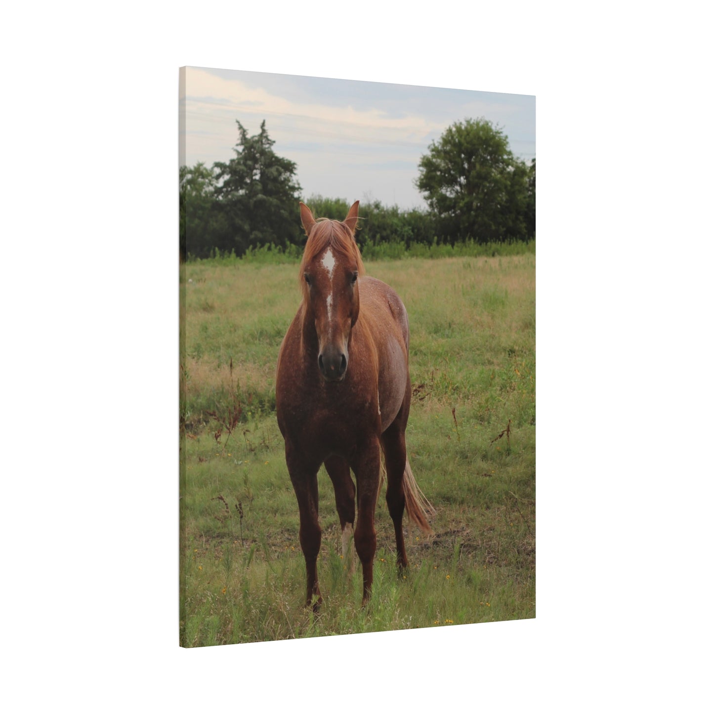 Peace in the Pasture