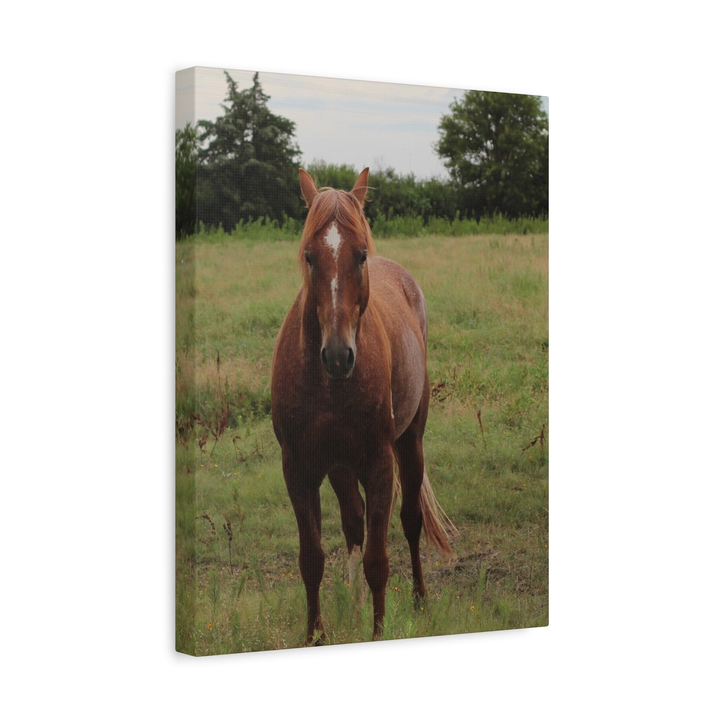 Peace in the Pasture