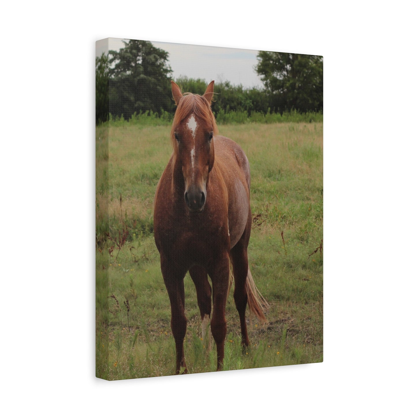 Peace in the Pasture