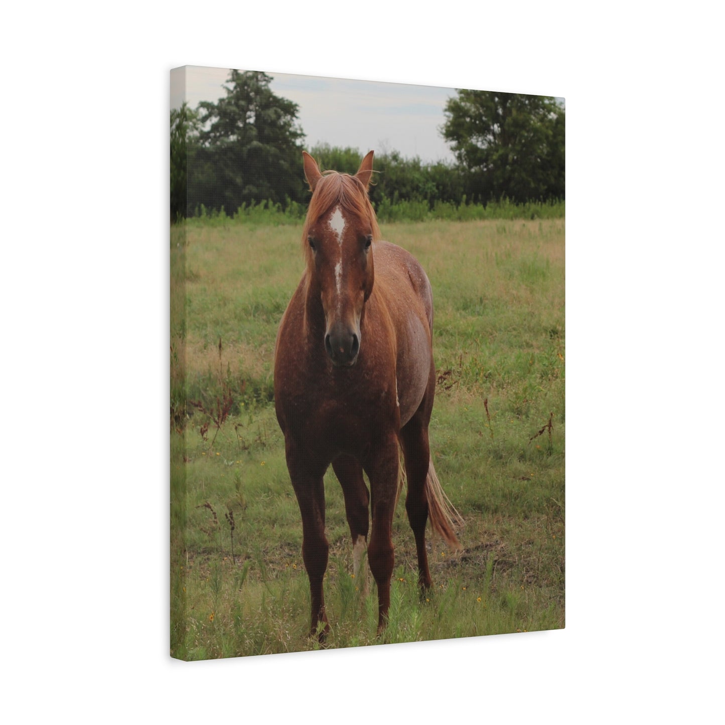 Peace in the Pasture