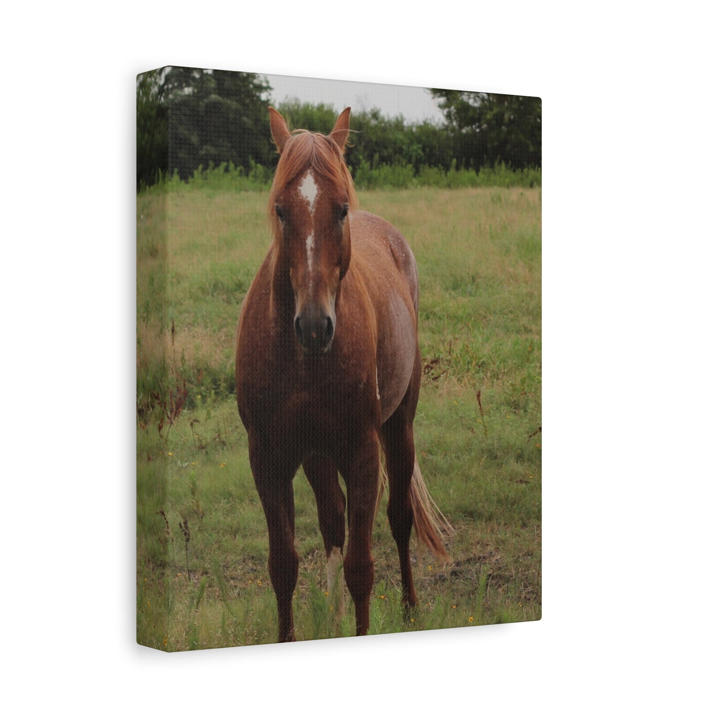 Peace in the Pasture