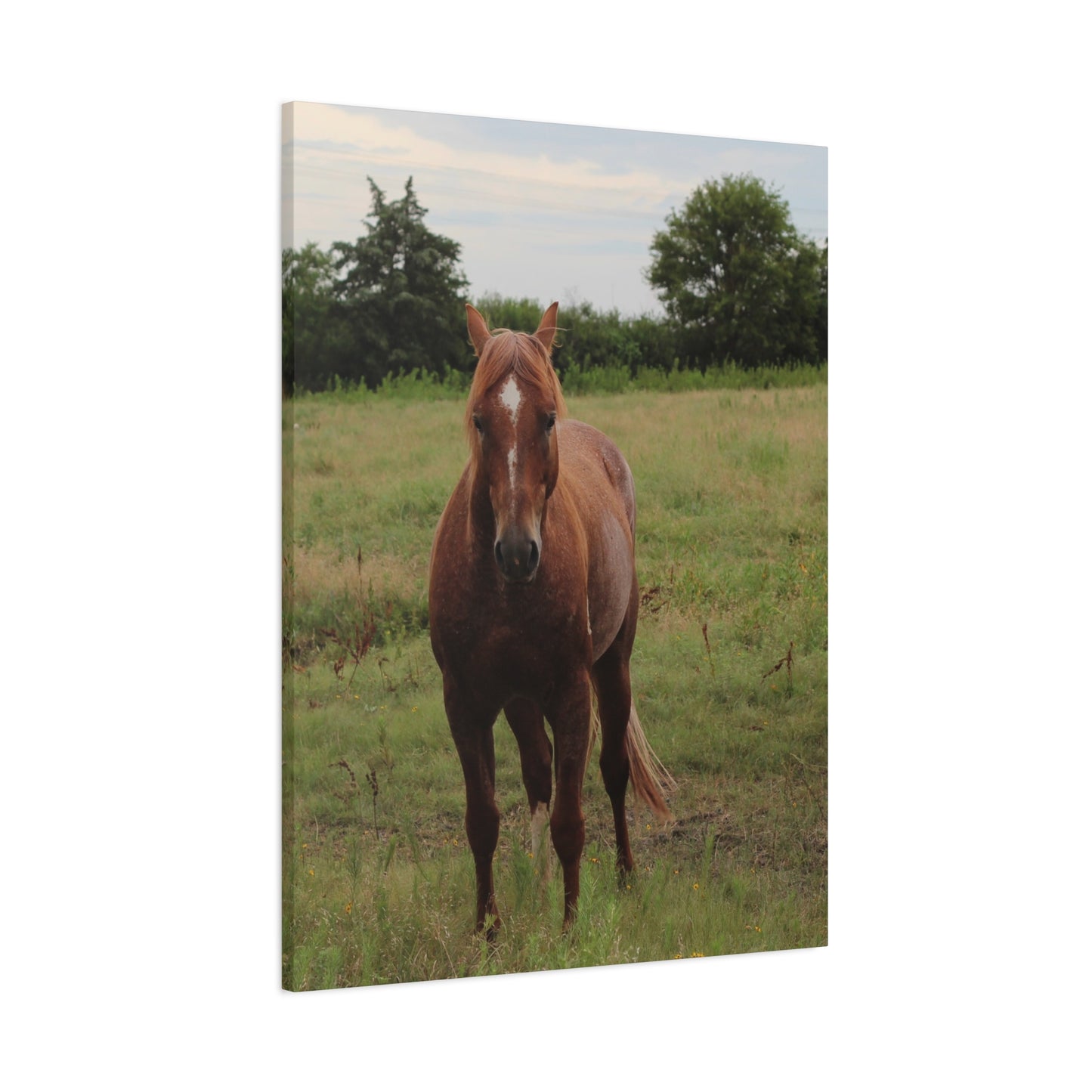 Peace in the Pasture