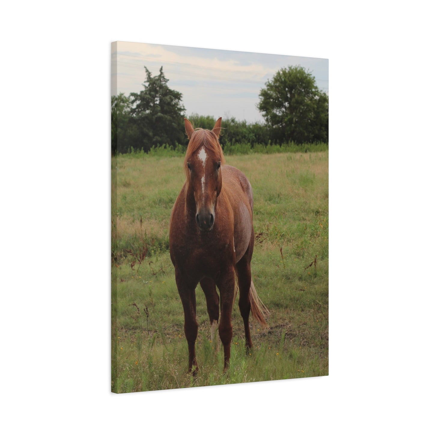 Peace in the Pasture