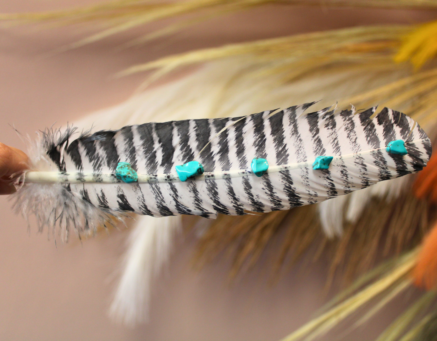 Turquoise Studded Premium White Barred Turkey Feather